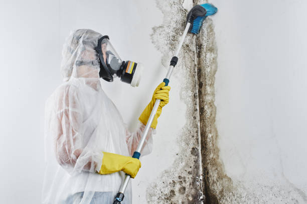 Why You Should Choose Our Mold Remediation Services in Hugoton, KS